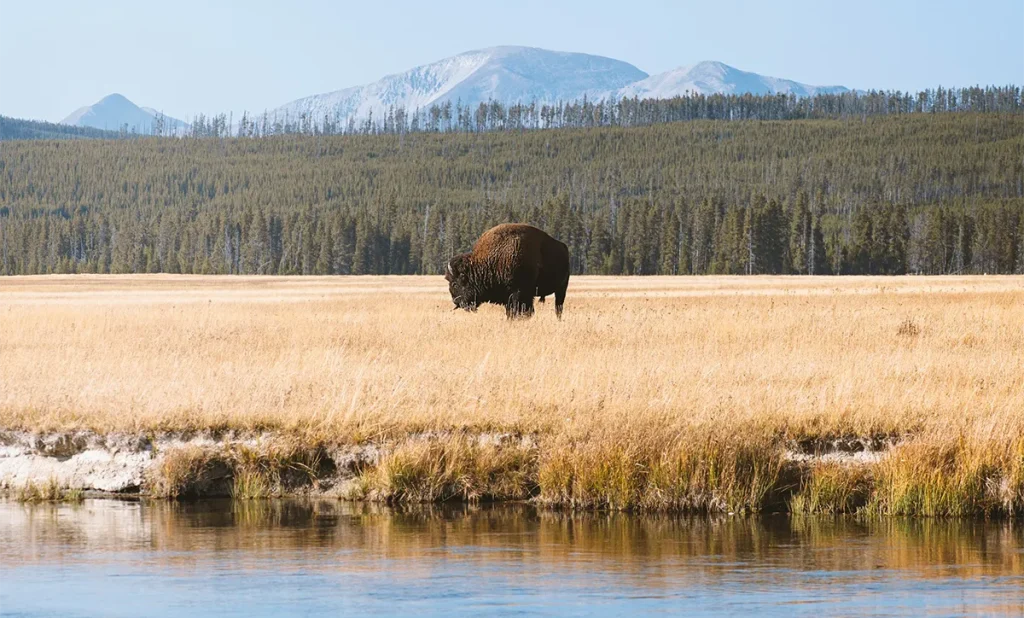 trip to the usa - yellowstone