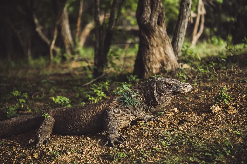 trip to indonesia - komodo