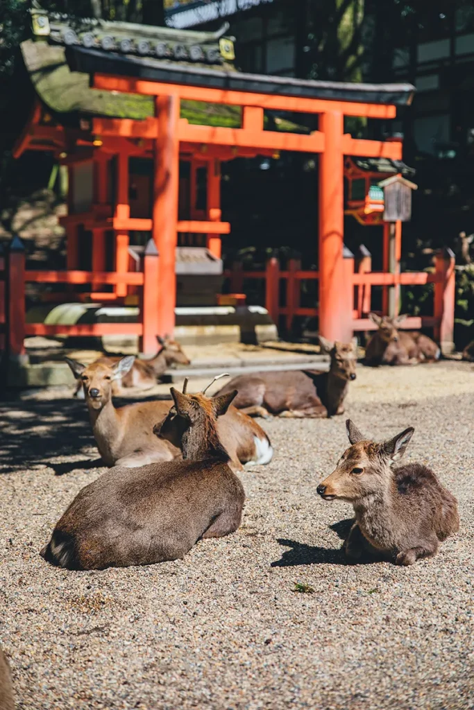 i bellissimi cervi di nara 